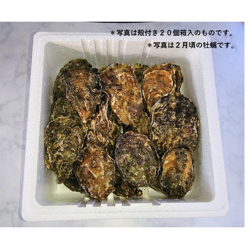 広島ブランド牡蠣☆殻付き７０個箱入（加熱調理用）レシピ付き　網登海産