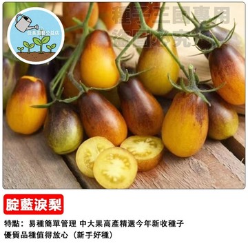 【夢幻新品種】靛藍淚滴番茄種子 紫黑色小番茄 高花青素 陽台盆栽可種 生吃沙拉 家庭農場 園藝療癒#tomato盆栽蔬菜