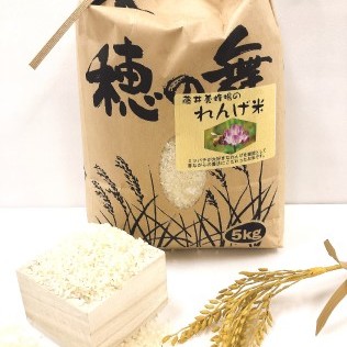 藤井養蜂場のれんげ米、オリジナルみつばちカレーセット