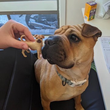 【客製化3D寵物紀念公仔】訂製手作似顏繪肖像狗狗貓咪毛小孩娃娃