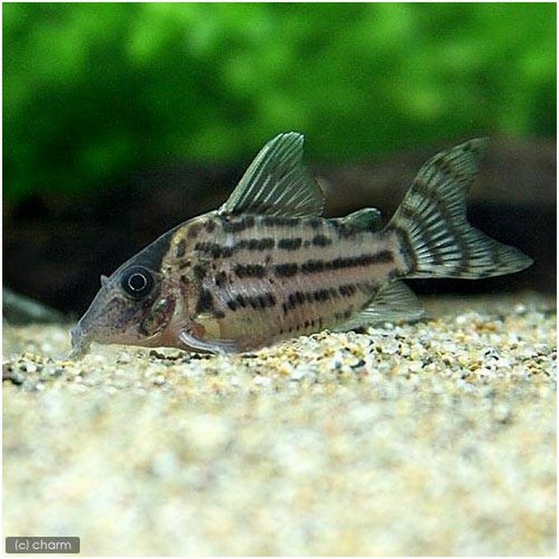 熱帯魚 コリドラス ホワイトフィン ワイルド ３匹 北海道航空便要保温 沖縄別途送料 通販 Lineポイント最大0 5 Get Lineショッピング