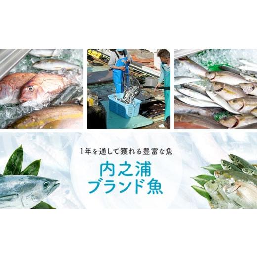 ふるさと納税 鹿児島県 肝付町 C09001 地魚詰め合わせセット(約6〜8人分) 