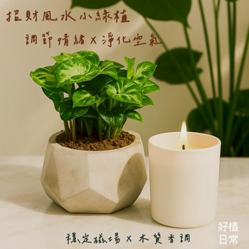 【好植日常】｜好植日常｜送禮綠植香氛兩件組｜綠精靈合果芋 - 風水小綠植淨化空氣  招財轉運首選