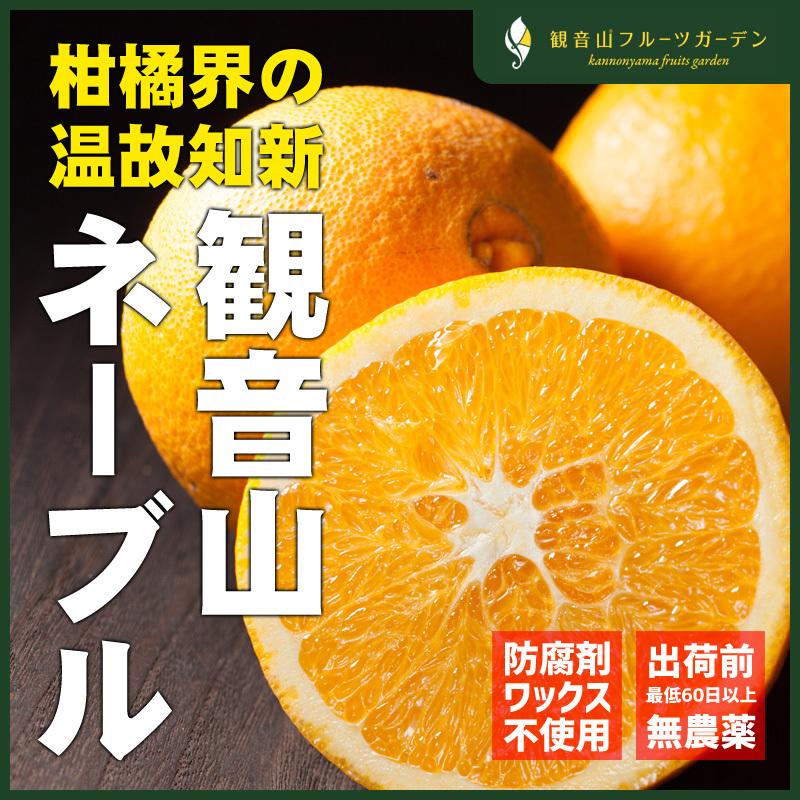 ネーブル 和歌山 観音山 紀ノ川ネーブル A級品 2kg 観音山フルーツガーデン 送料無料