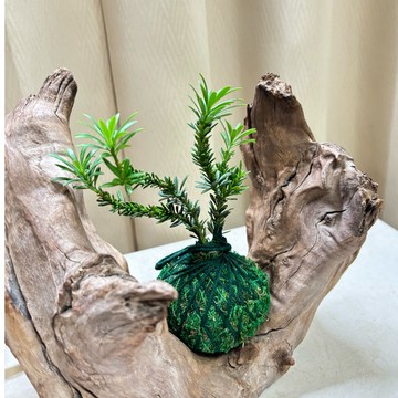 《Kamata🌈》☘️米粒羅漢松苔球☘️常綠喬木 手作苔球 室內植物 空氣淨化 可吊掛居家小品 桌上型苔球