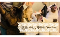 FB094  猫の無添加おやつ☆天然いのししジャーキー4個