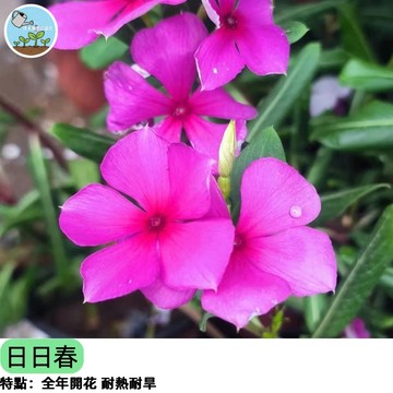 🌸【開花機器 新手必備】日日春種子 長春花 四季開不停 耐熱耐曬 陽台盆栽 花壇綠化 垂吊植物 超好養 病害少 四季播種