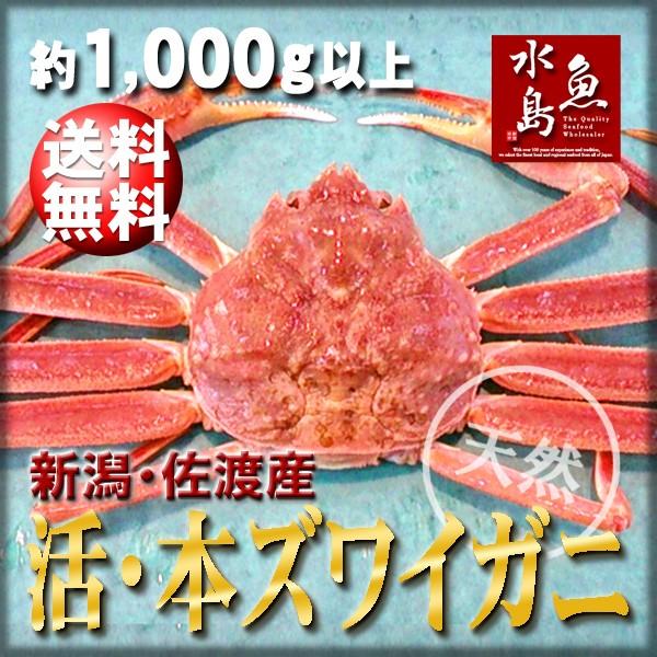 活ズワイガニ姿 新潟・佐渡産「活 本ズワイガニ」（生 本ずわい蟹）超特大1,000g以上 送料無料