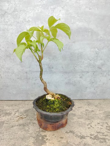 綠意盆栽-附石茄冬樹   植物 盆栽