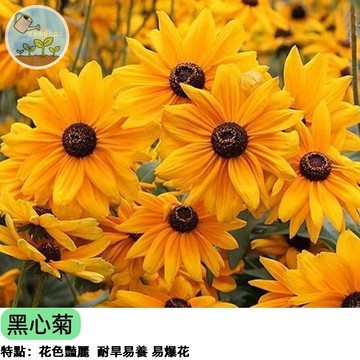 黑心菊種子 金光菊 黑眼蘇珊 爆花品種 四季開花 耐旱耐熱 新手必種 蜜源植物 花壇綠化 陽台盆栽  四季播種新手好養
