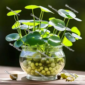 🌱現貨【銅錢草種子】（250粒）四季種植 土培水培綠植桌面陽台盆栽金錢草招財旺宅魚缸造景四季種植旺風水除甲醛馬蹄金種子