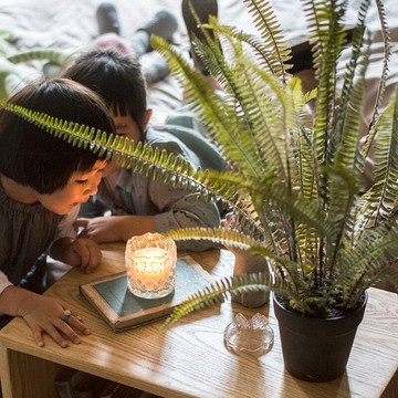 掬涵 龍骨蕨盆景大型綠植盆景 裝飾擺件波士頓蕨葉熱帶雨林風
