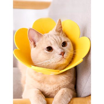 貓咪伊麗莎白圈太陽花項圈毛氈頭套輕薄透氣脖圈寵物防舔舐防咬圈