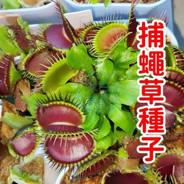現貨速發【食蟲草種子】打造你的迷你生態花園！獨特捕蟲機制，觀察自然奇觀，適合家庭裝飾、教育趣味。快來收藏！