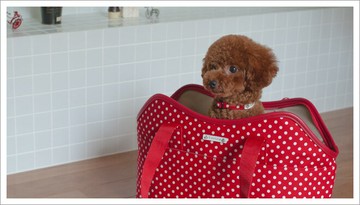 Toto&Pal 原點隨身包-L