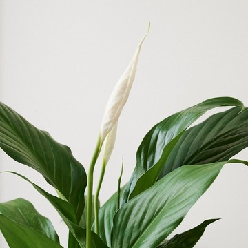 白鶴芋 | 四季開花 觀葉植物 室內盆栽 空氣淨化 3吋盆 落地盆栽
