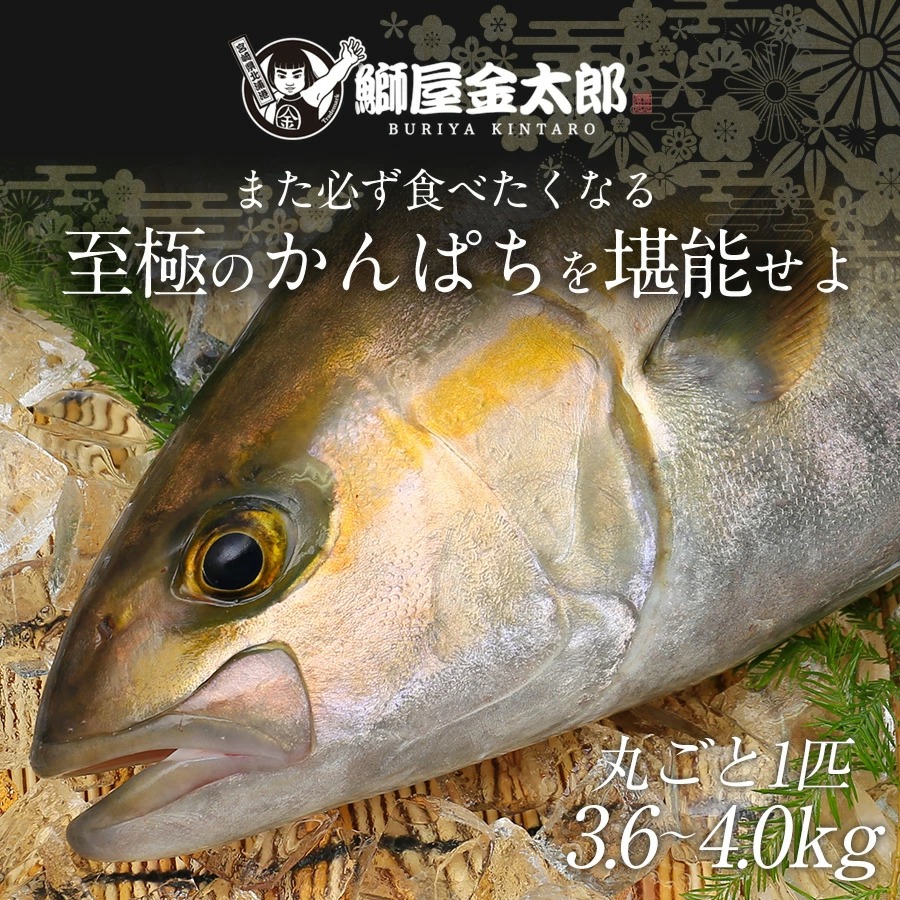 宮崎産 新海屋 鰤屋金太郎 宮崎ゴールドカンパチ 丸ごと1尾 約3.6kg～約4kg　N018-ZC216