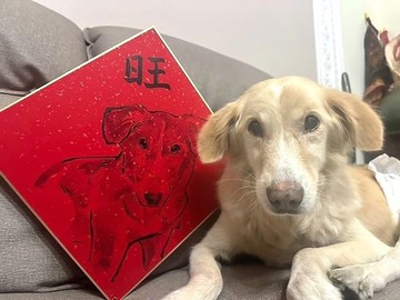 客製化寵物春聯 | 大卡硬春| 獨一無二的萌寵祝福