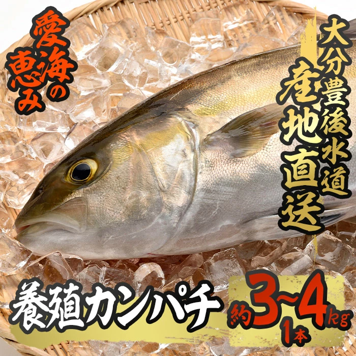 養殖 カンパチ (約3-4kg・1本) 直送 産直 漁師 魚 鮮魚 養殖 カンパチ 間八 白身魚 獲れたて 刺身 煮つけ 唐揚げ 塩焼き 冷蔵 豊後水道 大分県 佐伯市 愛海の恵み