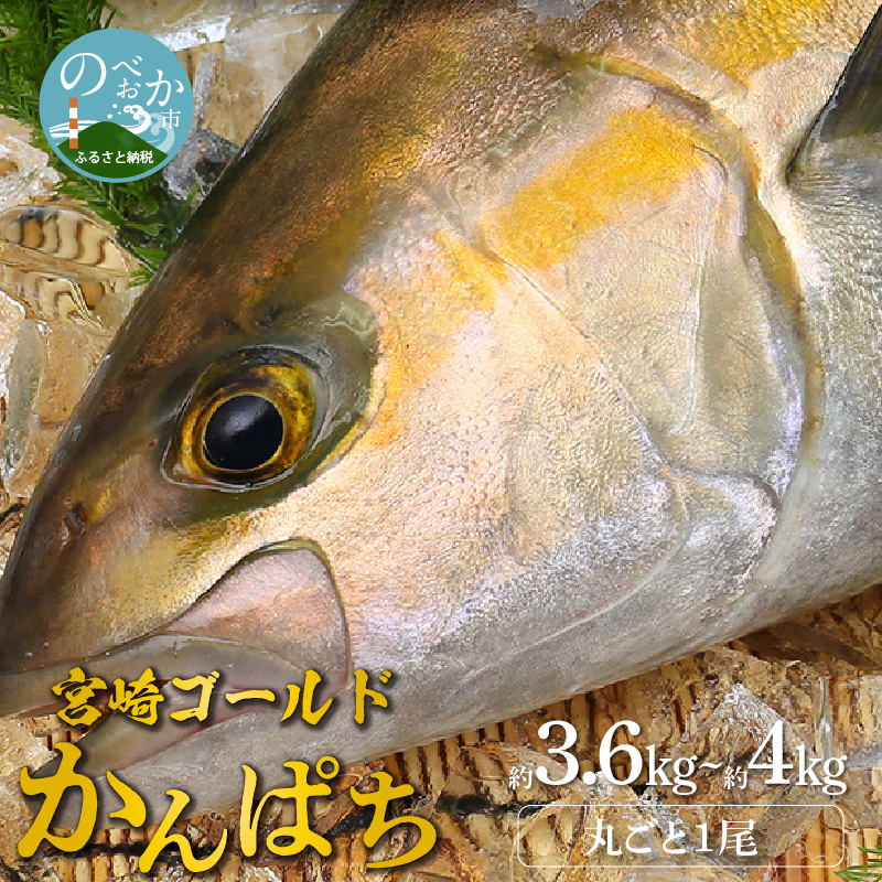 宮崎産 新海屋 鰤屋金太郎 宮崎ゴールドカンパチ 丸ごと1尾 約3.6kg～約4kg　N018-ZC216