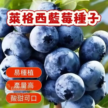 🌷 萊格西藍莓種子 藍莓種子 藍莓樹苗種子陽台盆栽果園庭院藍梅樹果樹苗種子各種品種台灣可種植藍莓品種 盆栽藍莓