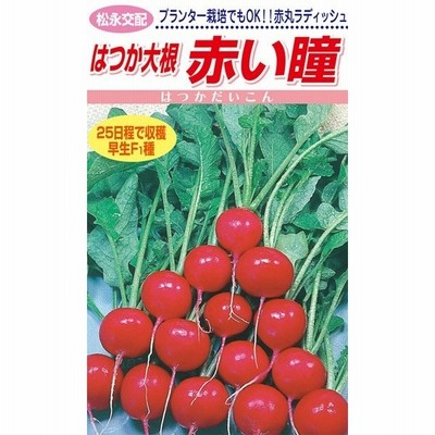 トーホク かわいい大根 小太郎 種 家庭菜園 プランター栽培 だいこん たね 野菜 ダイコンのタネ メール便対応 通販 Lineポイント最大0 5 Get Lineショッピング