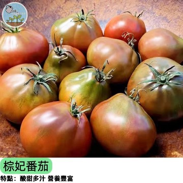 【稀有新品】棕妃番茄種子 咖啡色小番茄 高甜度水果番茄 陽台盆栽可種 生食風味絕佳 家庭農場   台灣現貨