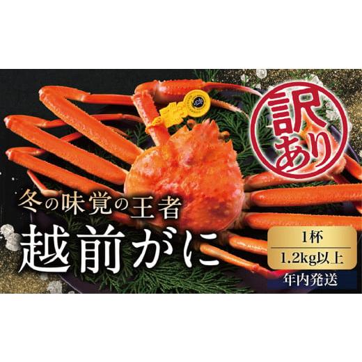 ふるさと納税 福井県 越前市 越前がに（オス）「ずわいがに」特特大サイズ（1.2kg以上） 訳あり 1杯