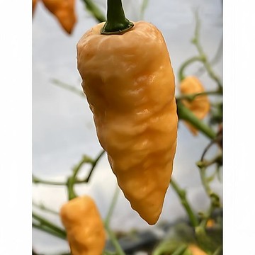 🌶️（博9格 辣椒種子） [超辣]  發芽快速 味道是果味和甜味 高度50-80 CM 庭院盆栽地栽 觀賞 食用辣椒種子