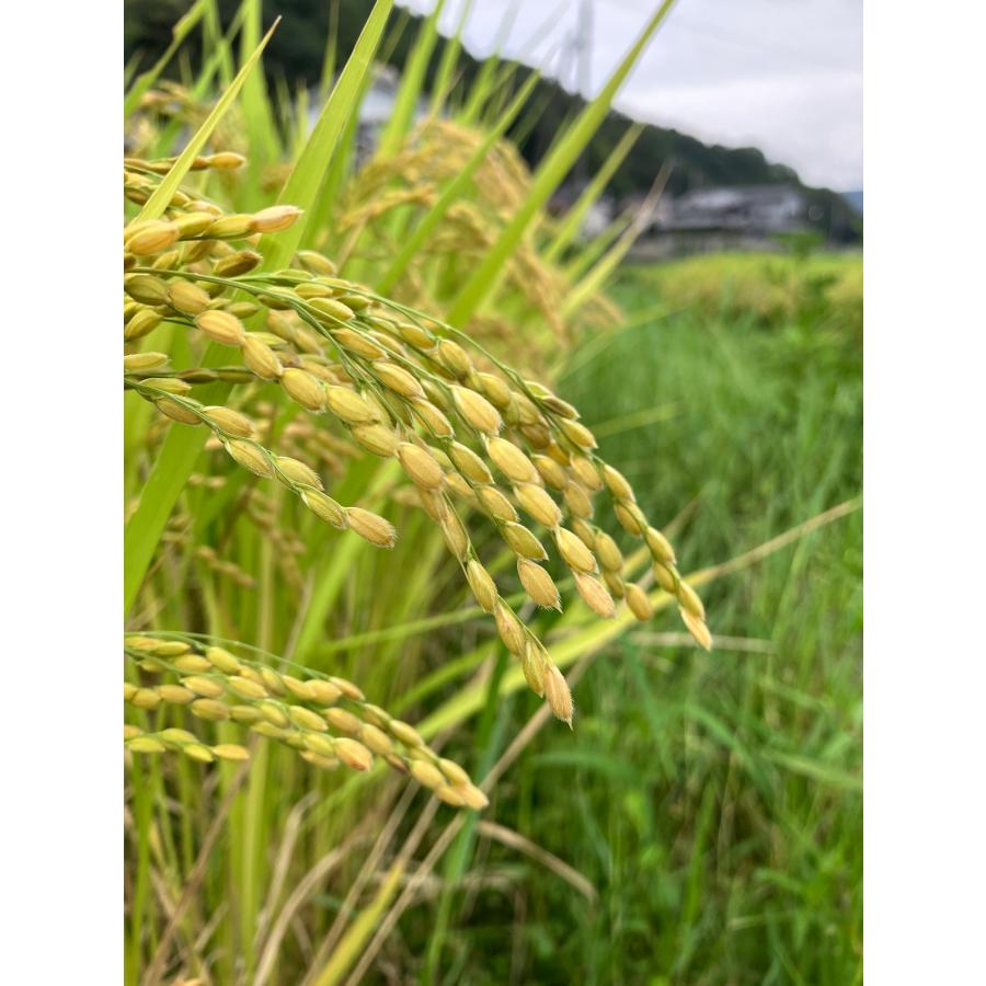 愛媛県　砥部町自家農園　農薬・化学肥料不使用あきたこまち令和５年産新米！