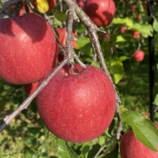 SevenApple木村農園から直送　樹上完熟さんふじ3kg