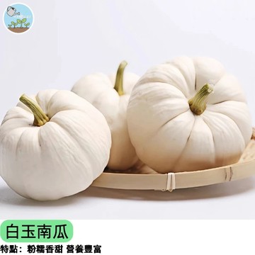🎃【觀賞食用兩相宜】白玉南瓜種子 迷你小南瓜 陽台盆栽易種 果實雪白可愛 親子園藝 四季可種  台灣現貨