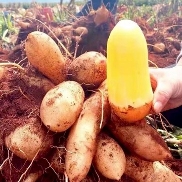 現貨 雪蓮果種子（100粒）成活率95%以上 四季種植 【雪蓮果、 果苗、種子）農傢天山雪蓮果 新鮮株苗 高產雪蓮果株苗