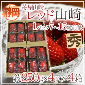 静岡県 ”苺屋山崎 レッド山崎” 秀品 4pc（1pcあたり7～15粒前後 約250g）×《4箱》  いちご 送料無料