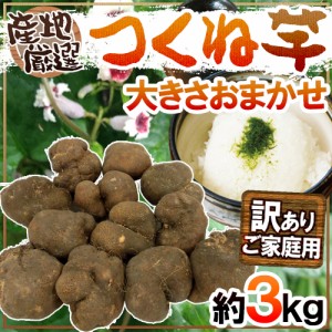 産地厳選 ”つくね芋・山の芋” 訳あり 約3kg 大きさおまかせ 山芋 大和芋 やまいも 送料無料