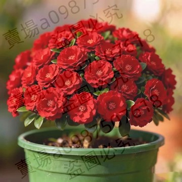 現貨 新品種 十里香（50粒）四季種植 多年生 耐寒耐熱濃香型花卉種子客廳室內淨化空心綠植觀賞稀有品種花期長懶人好養