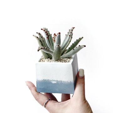 莫蘭迪藍系列 | 巨人熊貓兔耳 方形雙色水泥多肉植栽