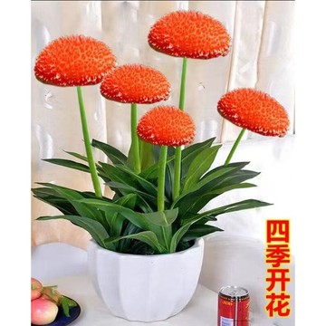 新品蘑菇花種子（100粒）四季種植 濃香型 室內客廳花卉綠植耐寒盆栽 簡單種植矮化盆栽 四季開花 多年生