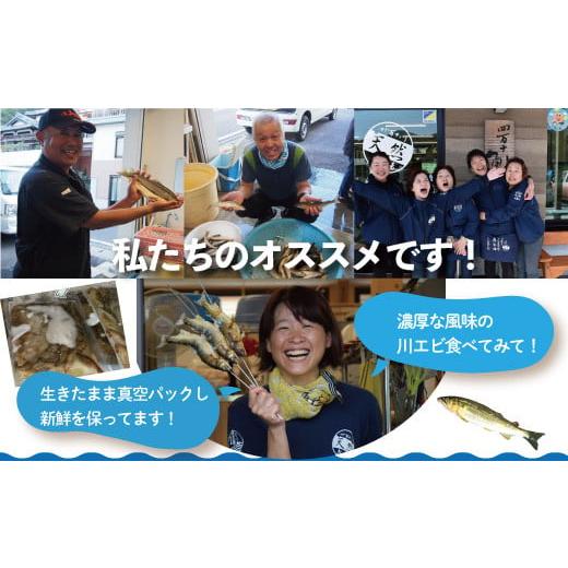 ふるさと納税 高知県 四万十市 23-480．天然食材！四万十川の天然川エビ 約500g