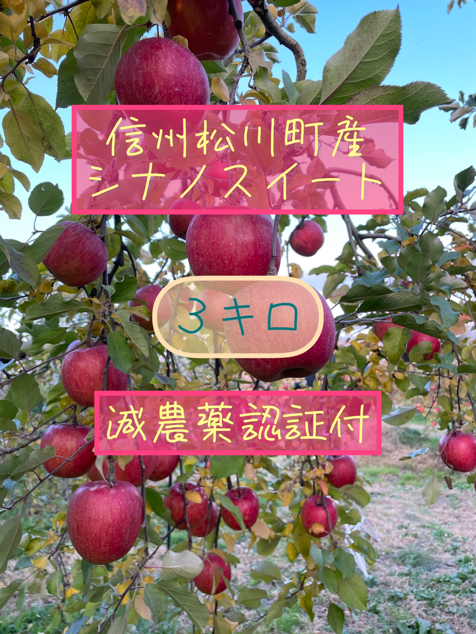 信州松川町産　シナノスイート ３キロ　減農薬