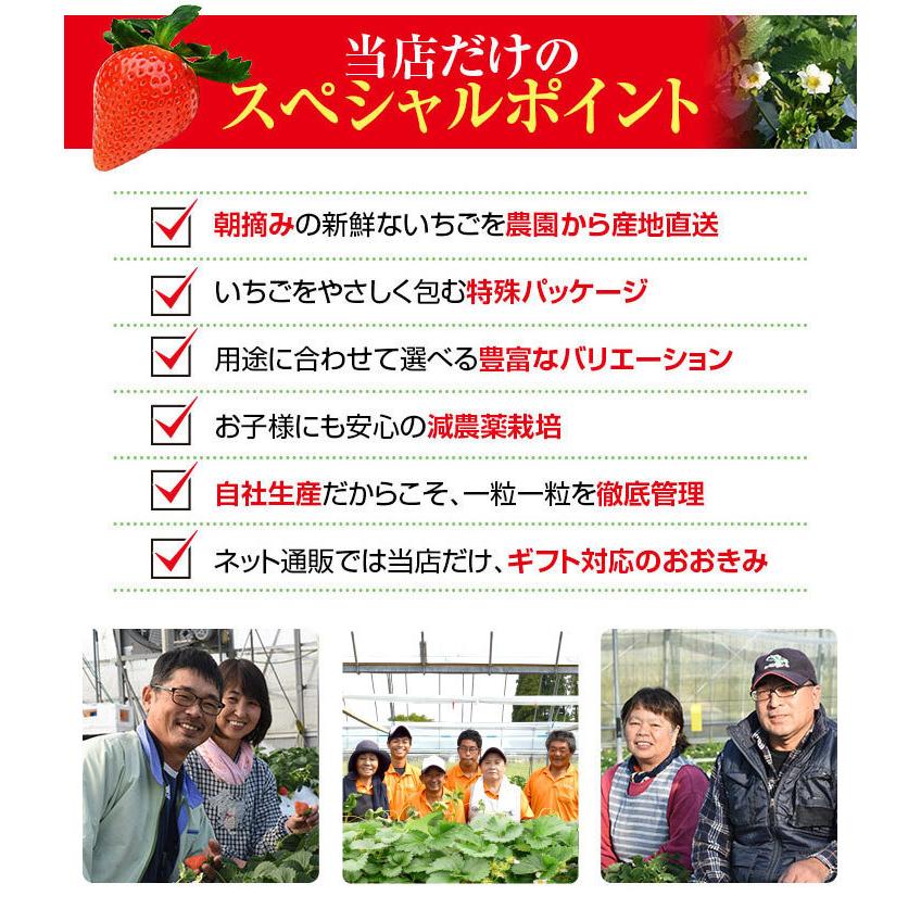 宮崎県産 大粒いちご 1パック380g以上(1粒あたり30〜39g) 日付指定不可 いちご イチゴ 苺