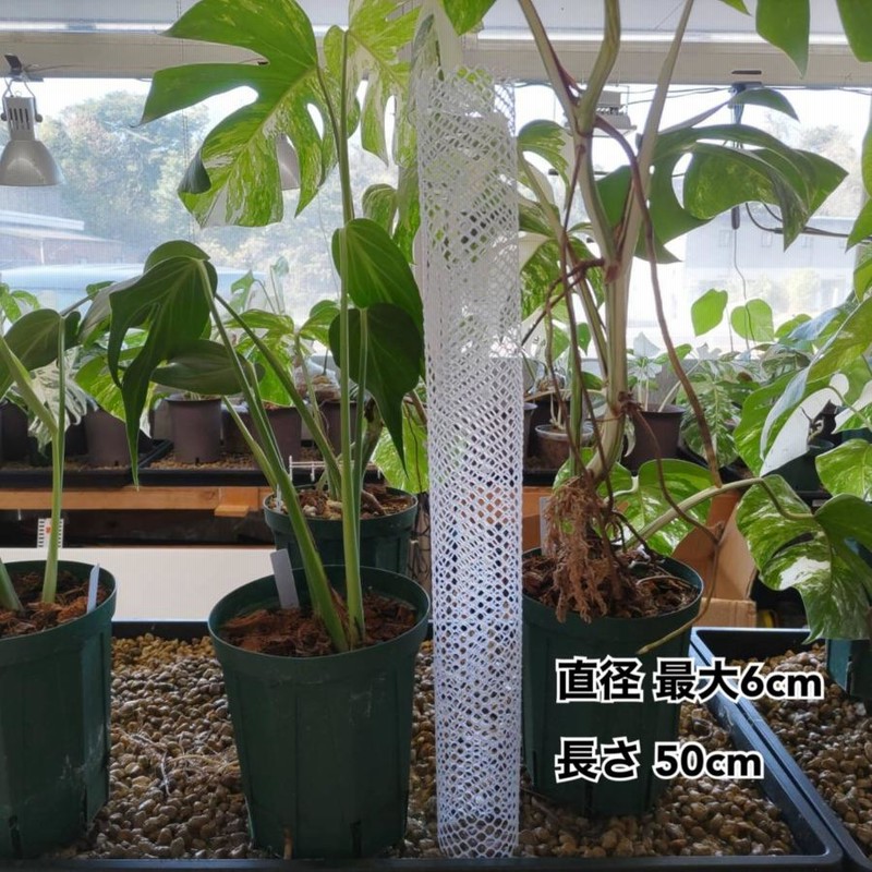 植物支柱 園芸支柱 モスポール 高品質 手作り 1本用 3本用 5本用 植物支柱 園芸支柱 モスポール 高品質 手作り 1本用 3本用 5本用