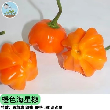 【超萌辣椒】飛碟椒/風鈴椒  橙色海星辣椒種子  奇異造型 觀賞食用兩用 辛辣高產 陽台盆栽 稀有品種