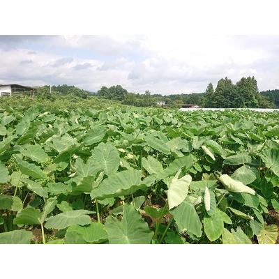 ふるさと納税 蔵王ががいもコロッケ2.5kg（70g×36個）※ががいも(さといも) 宮城県蔵王町