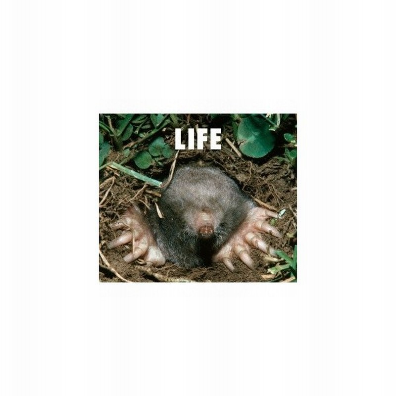 フジファブリック Life Cd 通販 Lineポイント最大0 5 Get Lineショッピング