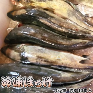 北海道噴火湾産　冷凍ホッケ4kg詰（約8-10本入）送料無料 ※沖縄別途送料加算 居酒屋