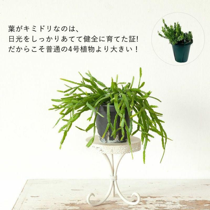 リプサリス・観葉植物・おしゃれ・お手頃サイズ！リプサリス「ラウヒオルム」 | LINEブランドカタログ