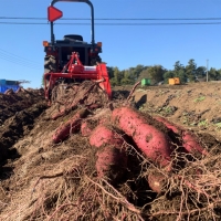 訳あり 茨城 八千代町産 さつまいも 紅はるか 土付き 無選別 生芋 約 10kg 農家直送 熟成 べにはるか イモ 芋 いも おやつ [AX034ya]