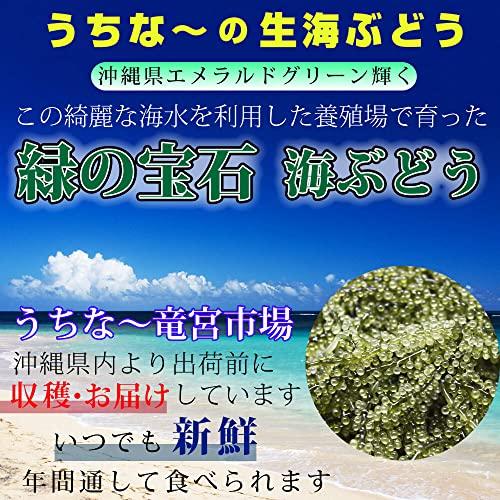 うちな〜竜宮市場 生海ぶどう 100ｇ×3パック (300g) 沖縄 県産 専用 シークワーサー タレ 付き 100g 小分け パック 沖縄料理 沖縄