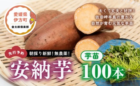 朝採り新鮮！無農薬！安納芋　芋苗（100本）| さつまいも サツマイモ 家庭菜園 ※2024年5月上旬～7月下旬頃に順次発送予定